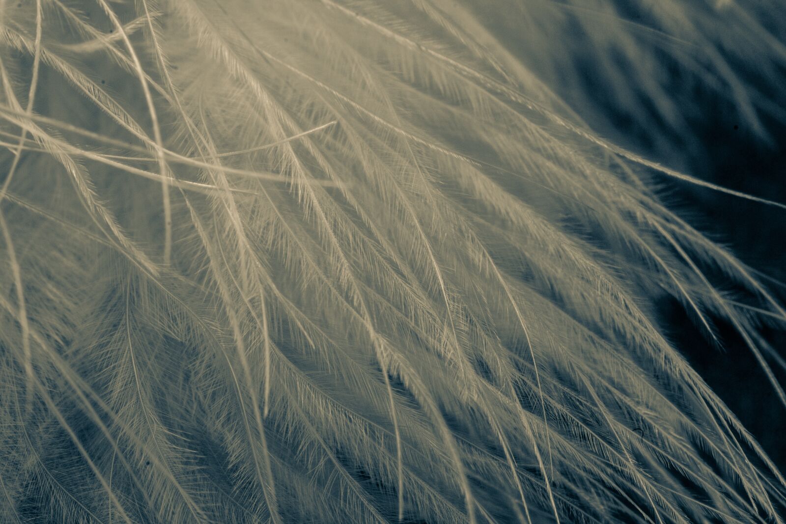Canon EOS 70D sample photo. Feather, texture, background photography