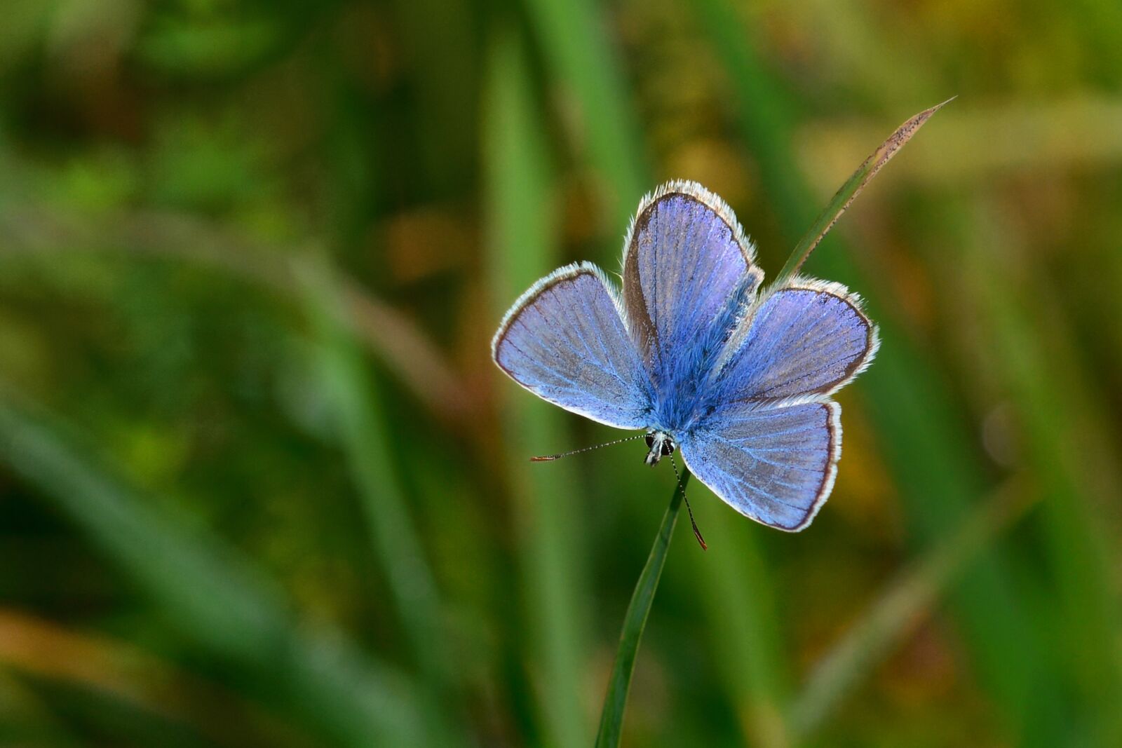 Nikon D5200 sample photo. Butterfly, common blue, meadow photography