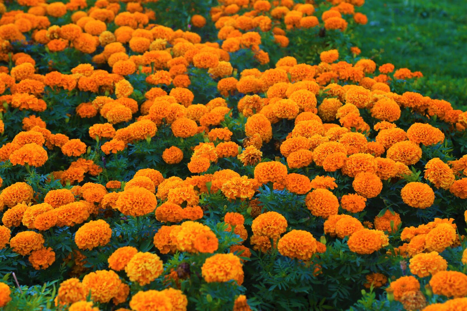 Canon EOS 5D Mark III sample photo. Flowers, yellow, nature photography