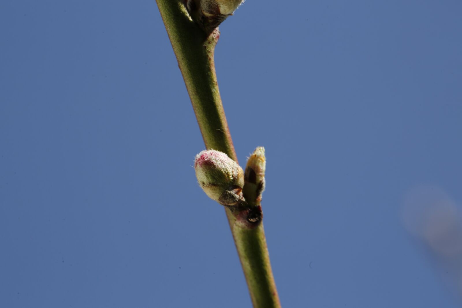 Canon EF 100mm F2.8L Macro IS USM sample photo. Engine, scion, spring photography