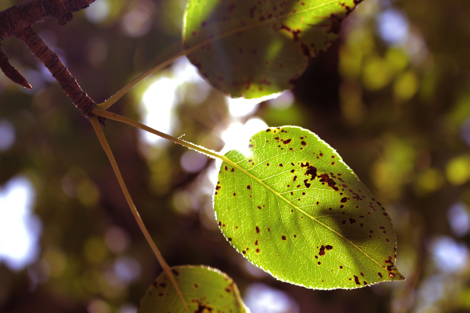 Canon EOS 100D (EOS Rebel SL1 / EOS Kiss X7) sample photo. Green, leaf, leaf, pear photography