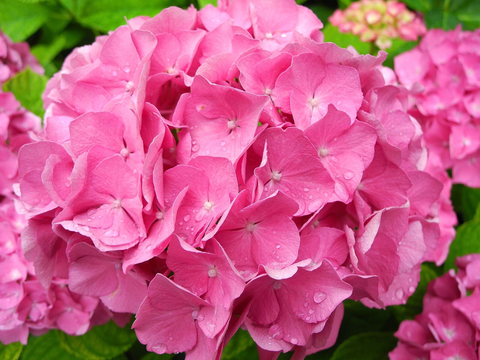 Nikon Coolpix P7000 sample photo. Hydrangea, flower, pink hydrangea photography