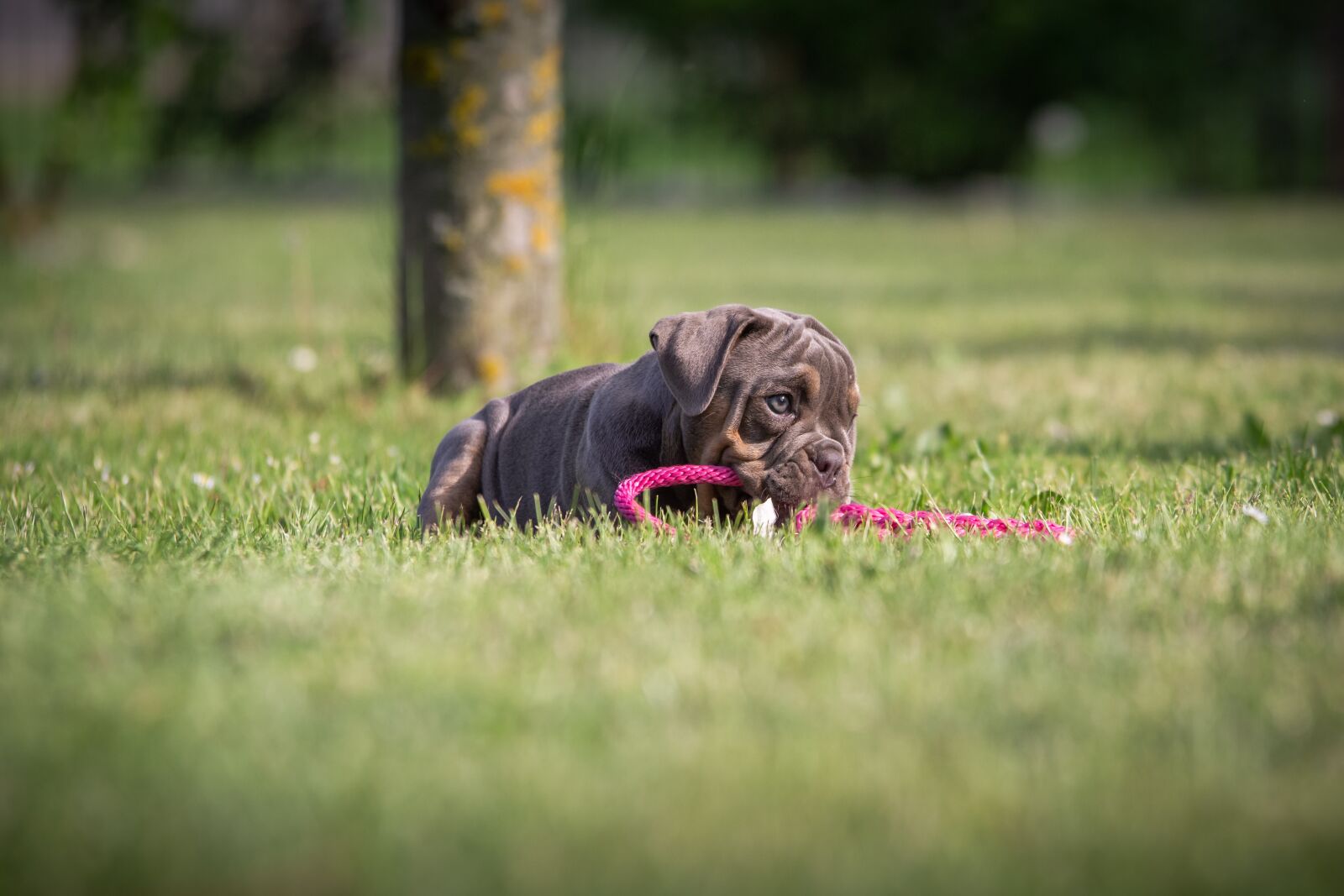 Nikon D7200 sample photo. Puppies, bulldog, dog photography