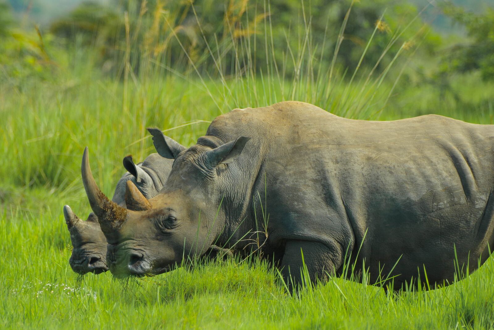 Pentax K-3 sample photo. Rhino, uganda, nature photos photography