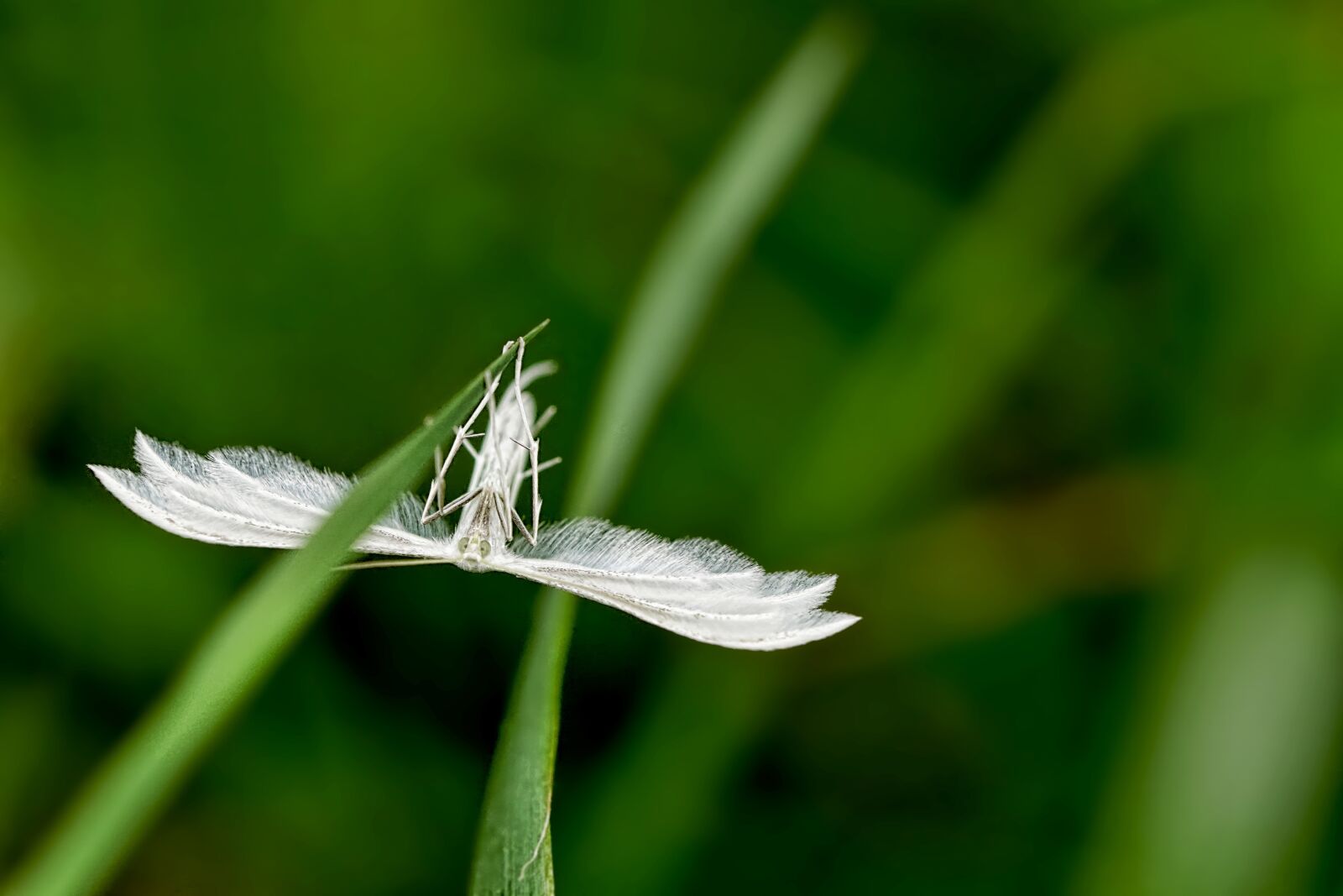 Sony a6000 + Sony FE 90mm F2.8 Macro G OSS sample photo. Nature, insect, butterfly photography