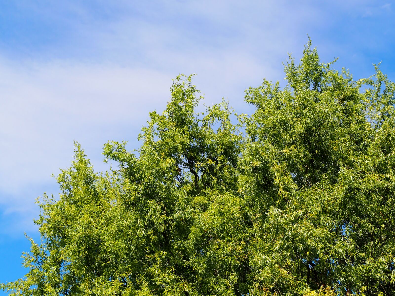 Olympus OM-D E-M10 sample photo. Sky, tree, green photography