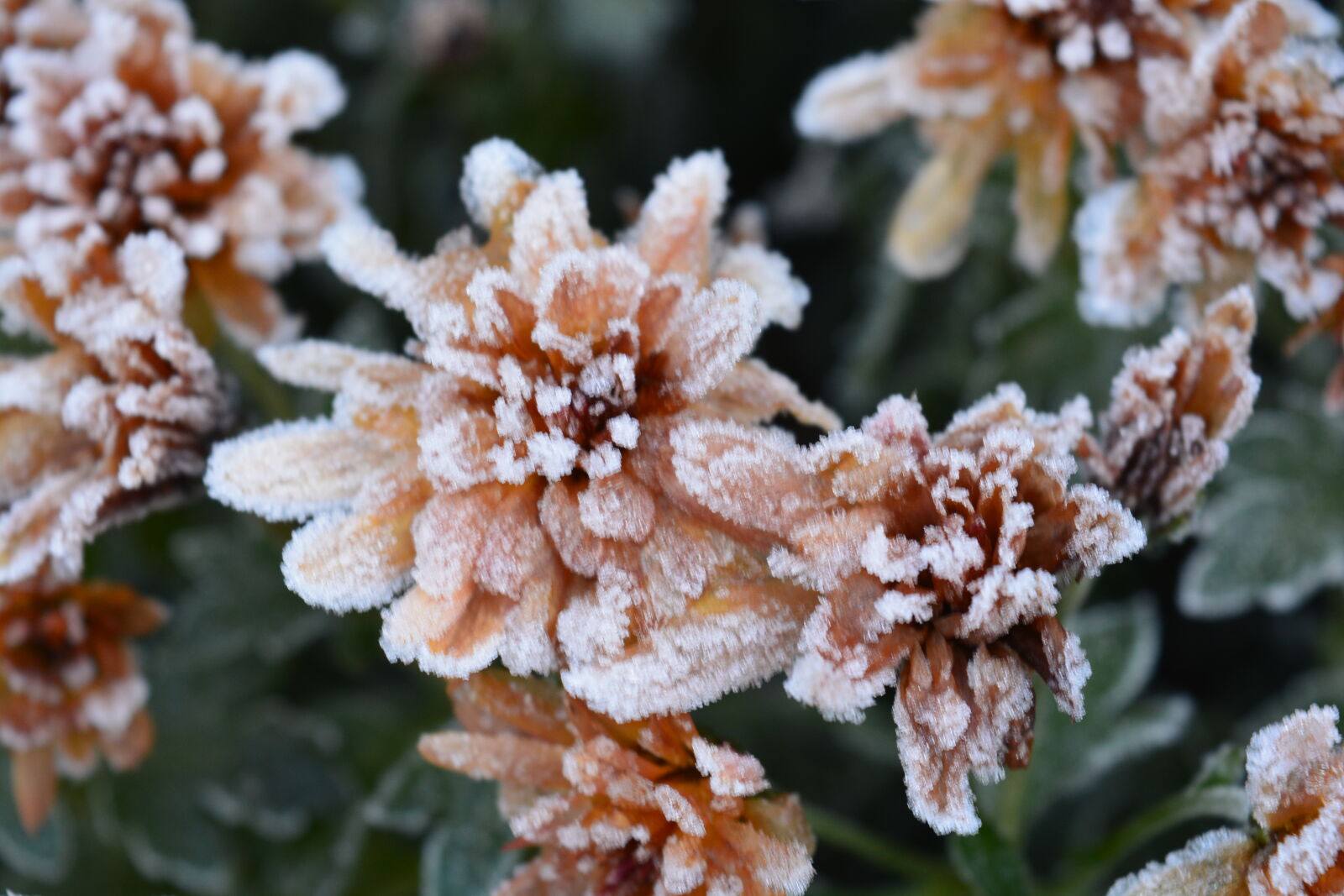 Nikon D5200 sample photo. Flower, frost, frozen, winter photography