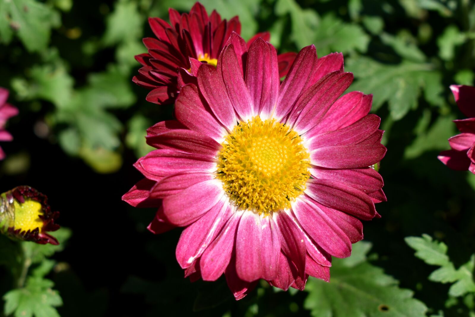 Nikon D3500 sample photo. Flower, purple, stamens photography