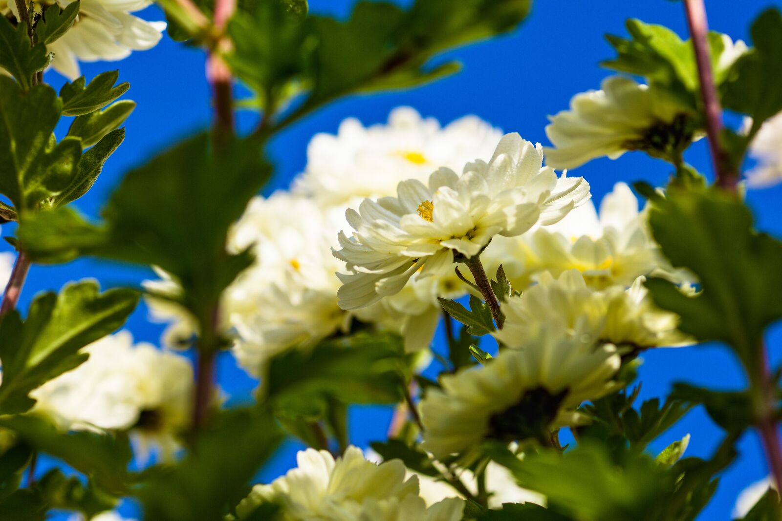 Nikon D7200 sample photo. Aster, pollen, petals photography