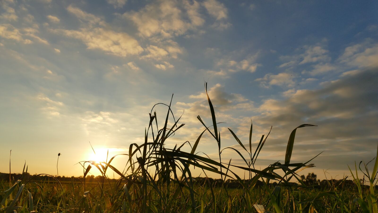 Panasonic Lumix DMC-FZ1000 sample photo. Autumn, nature, sunset photography