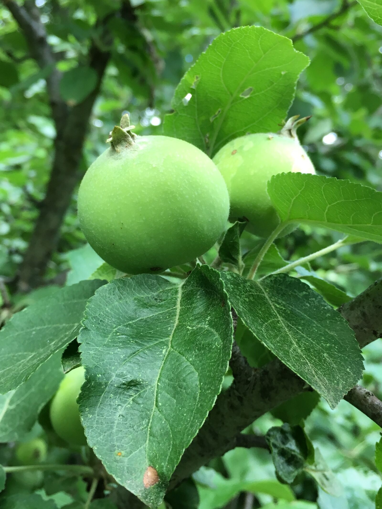 Apple iPhone 6s sample photo. Apple, spring, green photography