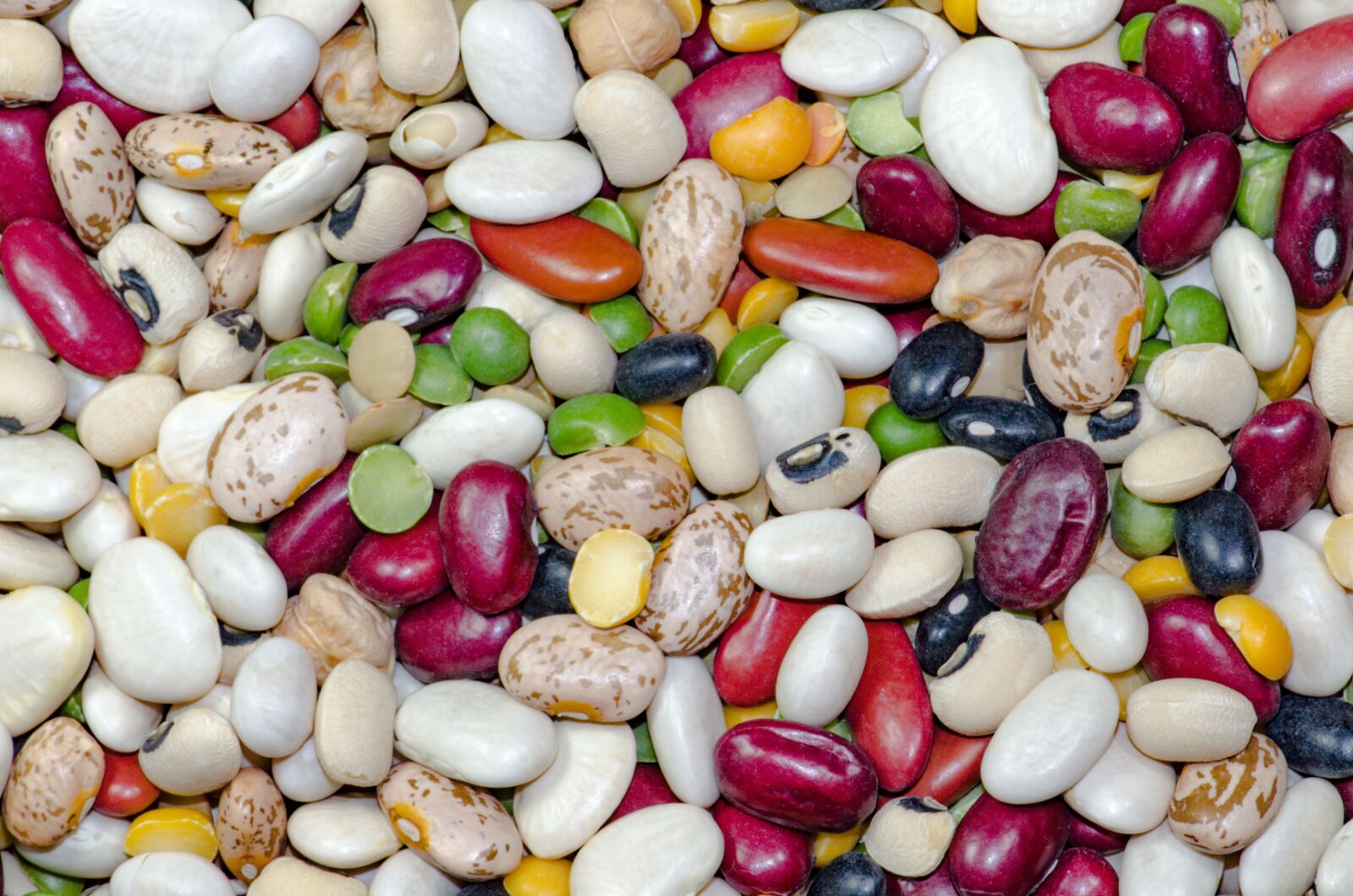 Nikon D5100 sample photo. Bean, kidney, white photography