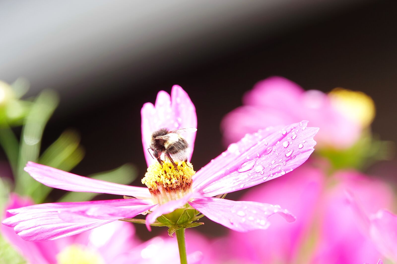 Sony Cyber-shot DSC-RX10 IV sample photo. Bumblebee, bug, flower photography