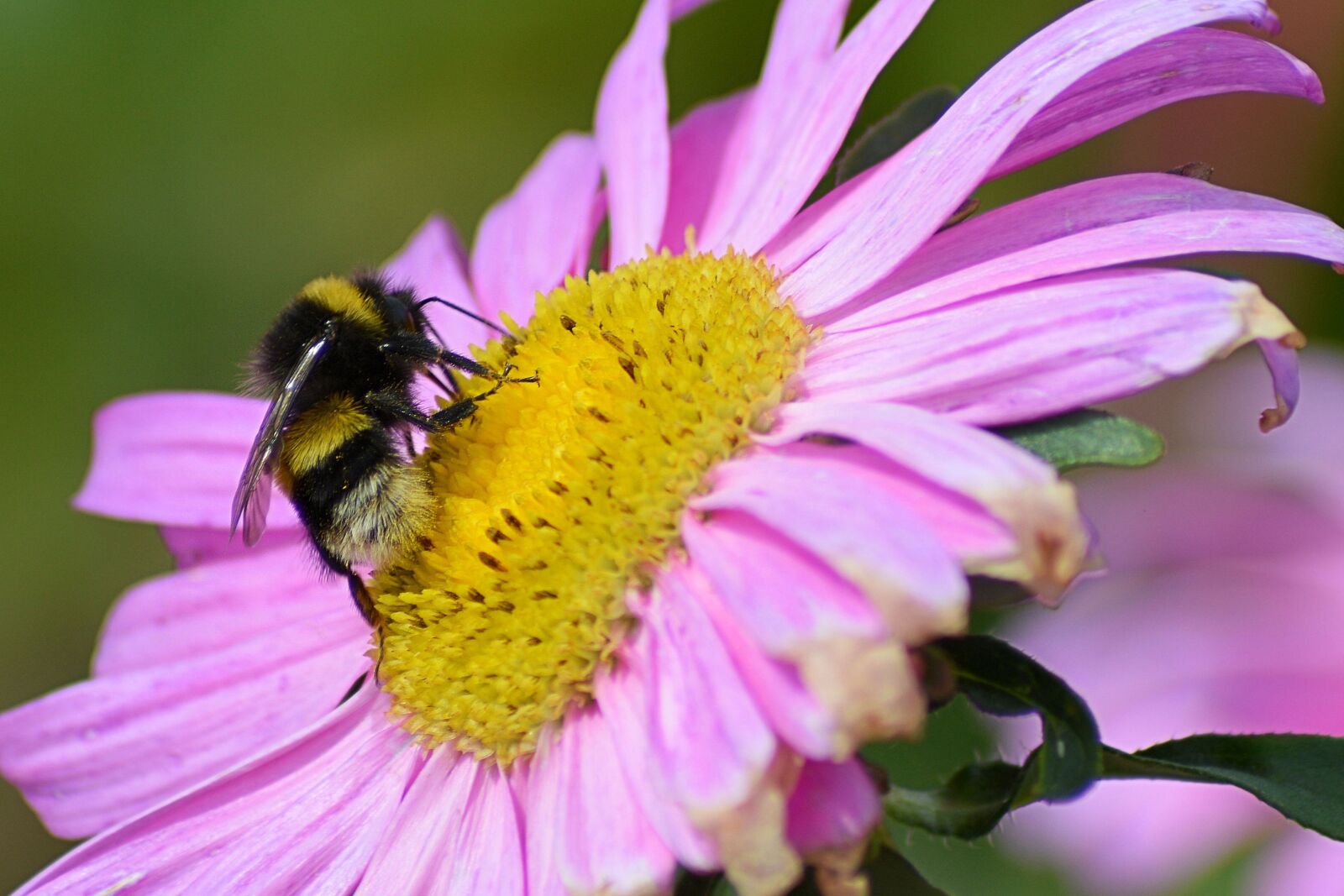 Nikon D3200 sample photo. Hummel, blossom, bloom photography