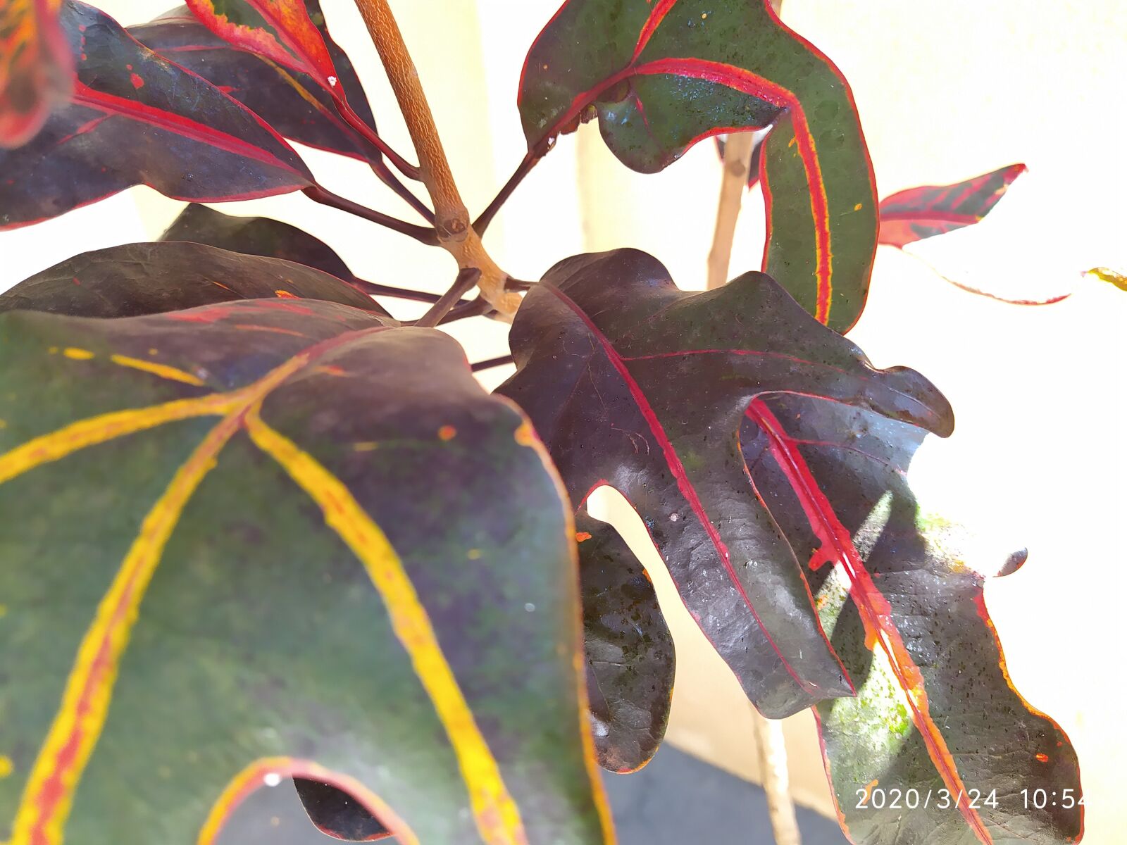 Xiaomi Redmi Note 7 sample photo. Nature, a green plant photography