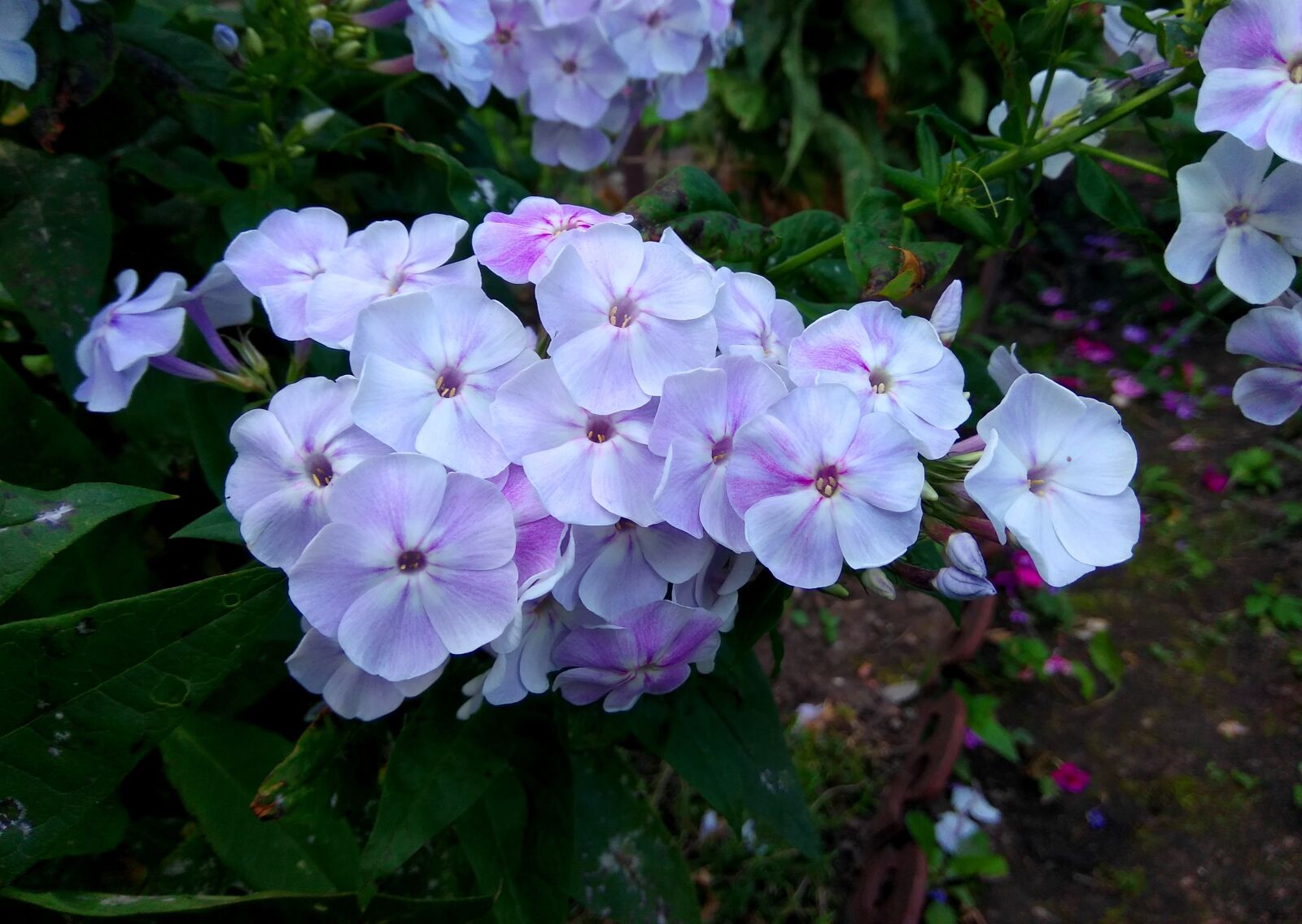 Xiaomi Redmi Note 4 sample photo. Flowers, plants, flora photography