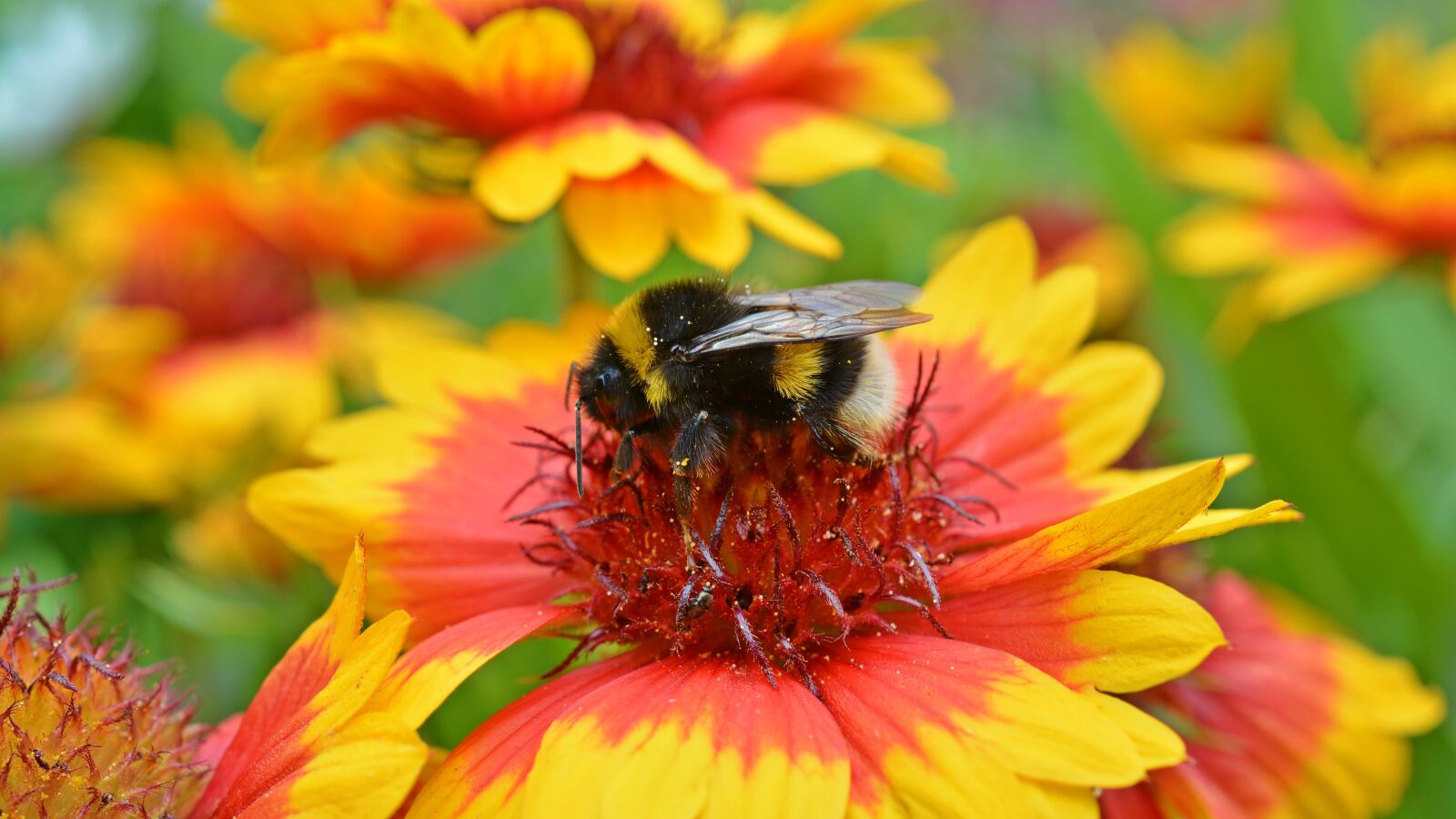 Nikon D5200 sample photo. Hummel, close up, blossom photography