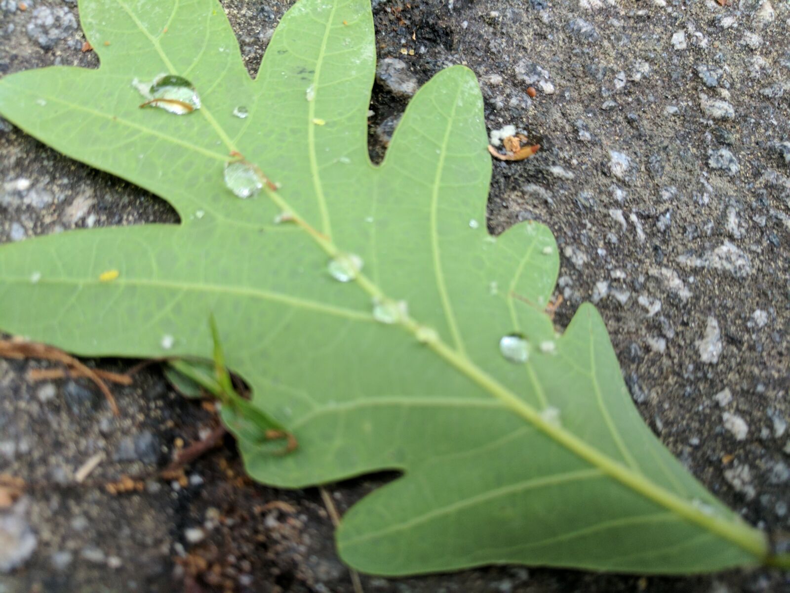 Google Pixel XL sample photo. Ground, leaf, pavement, tree photography
