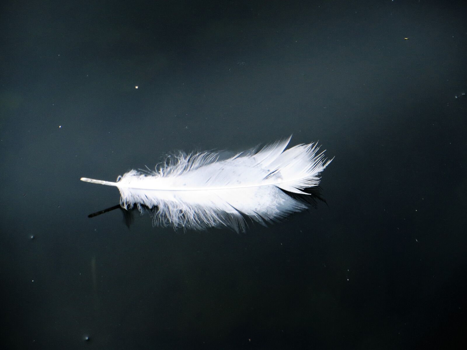 Canon PowerShot SX240 HS sample photo. Animal, bird, feather, float photography