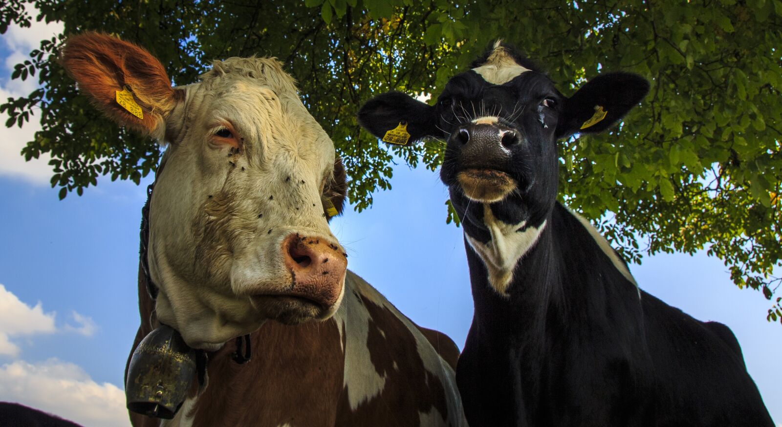 Canon EOS 650D (EOS Rebel T4i / EOS Kiss X6i) sample photo. Cows, farm, beef photography