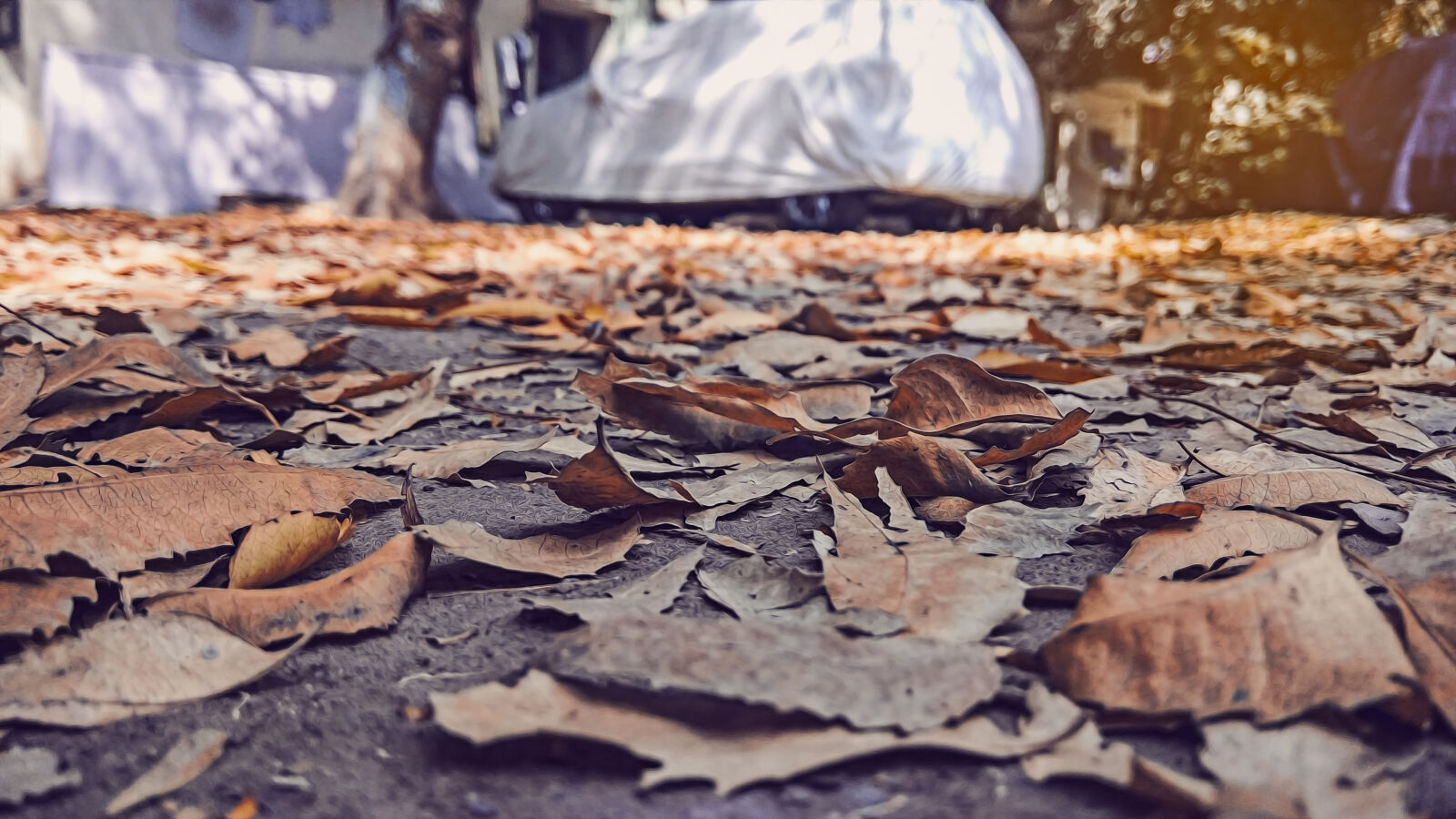 Xiaomi Redmi Note 4 sample photo. Autumn, leaves, beautiful, leaves photography