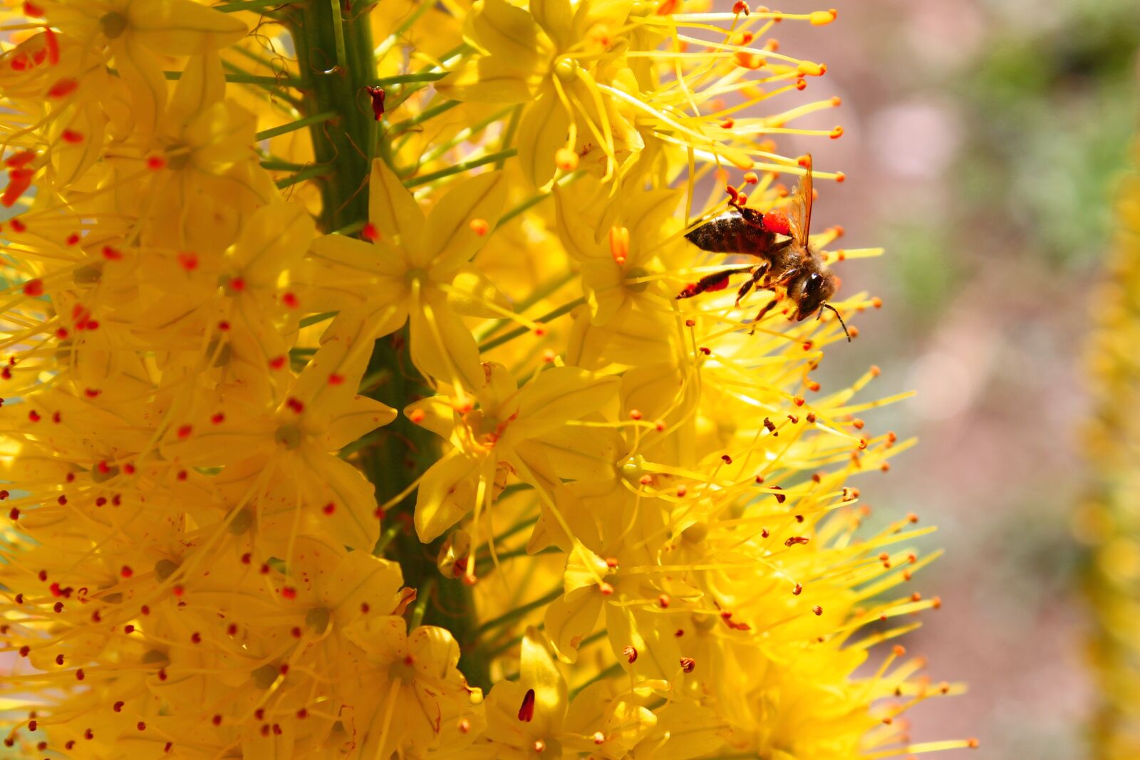 Canon EOS 1100D (EOS Rebel T3 / EOS Kiss X50) sample photo. Summer, bee, yellow photography