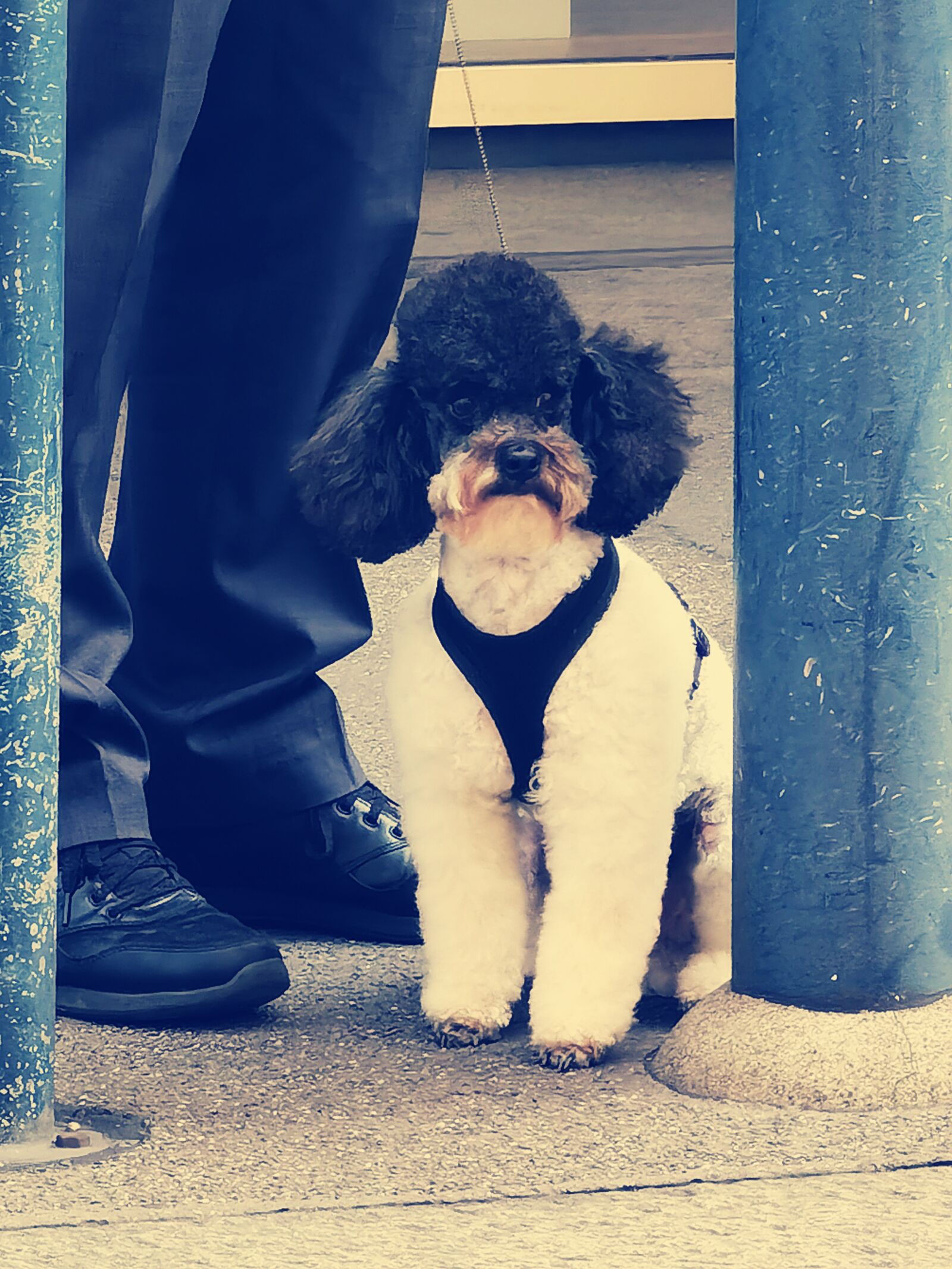 HUAWEI ELS-NX9 sample photo. Dog, city, street photography