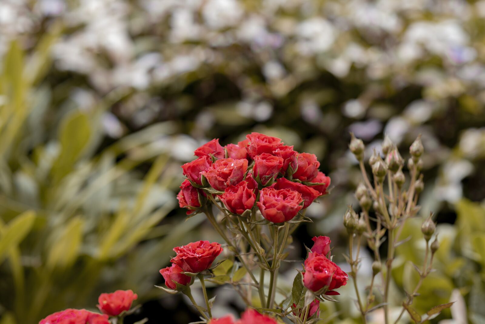 Nikon D600 sample photo. Roses, flowers, nature photography