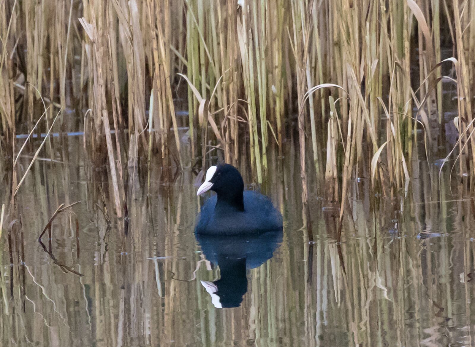 Canon EOS 7D Mark II sample photo. Coot, river bird, waterfowl photography