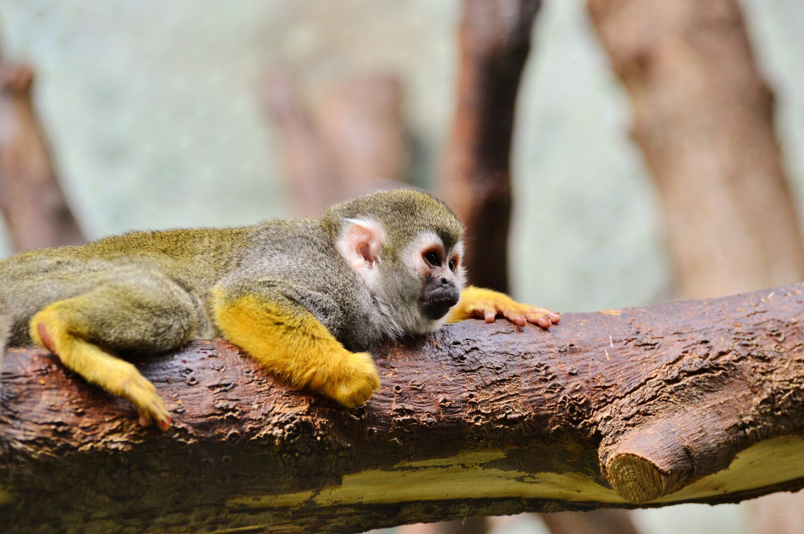 Nikon D3200 sample photo. Monkey, äffchen, capuchins photography