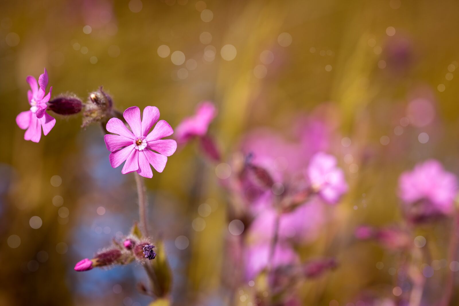 Nikon D750 sample photo. Red campion, flower, pink photography