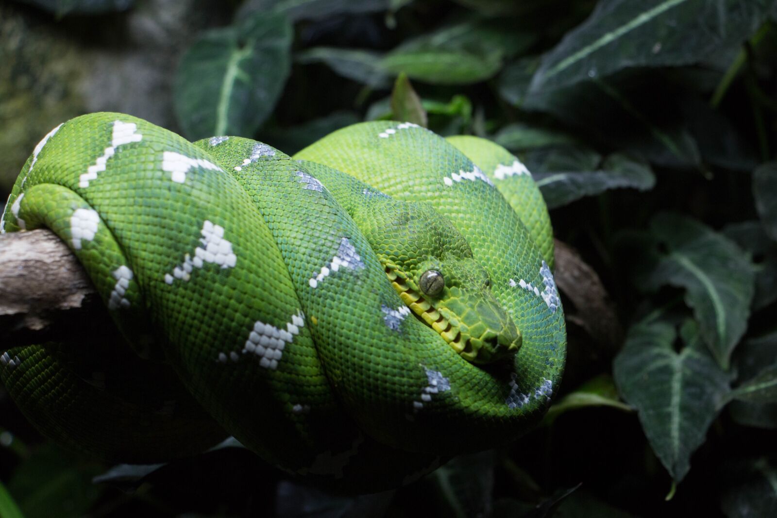Canon EOS 70D sample photo. Rain forest, green snake photography