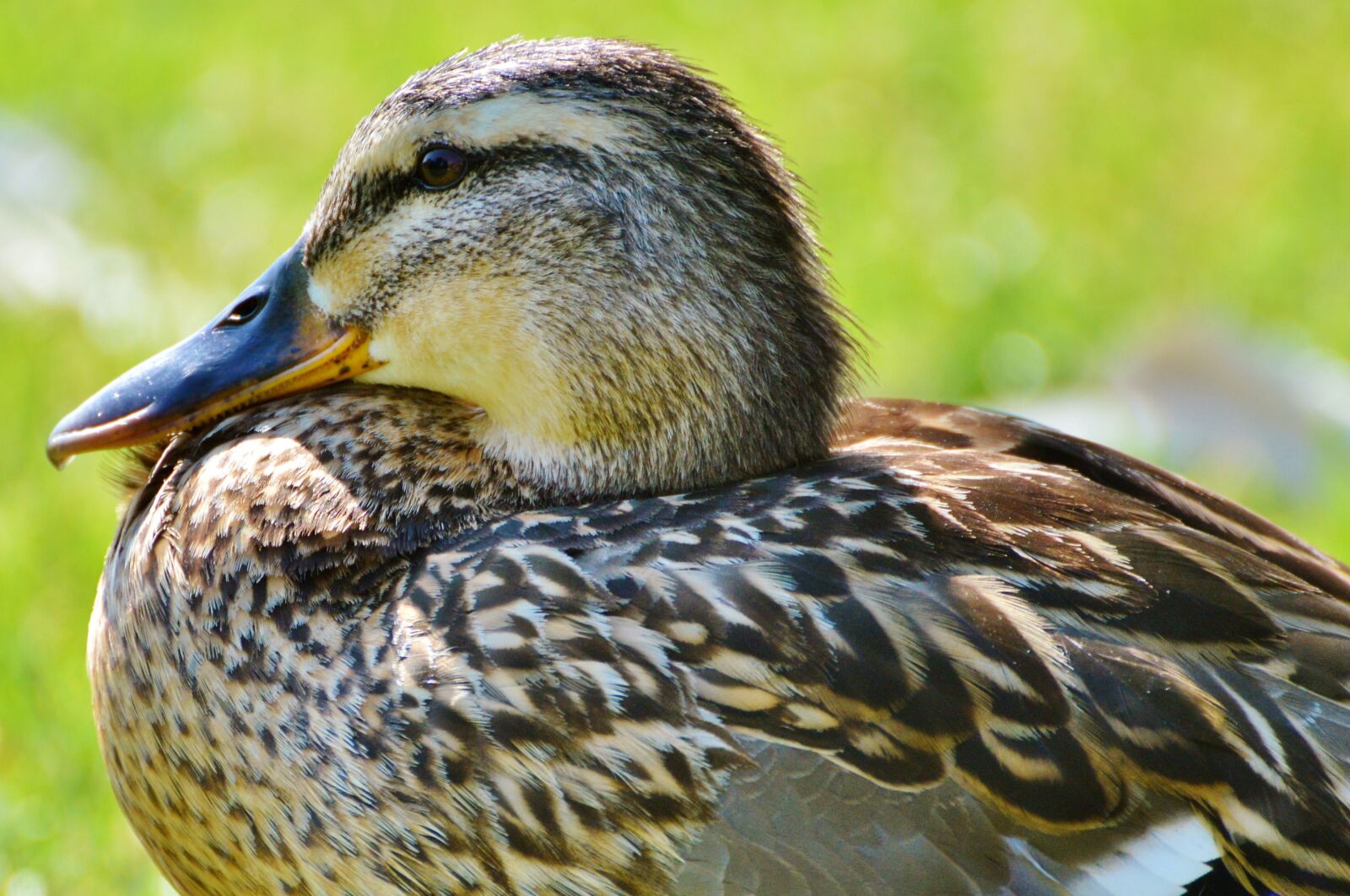 Nikon D3200 sample photo. Ducks, waterfowl, mallard photography