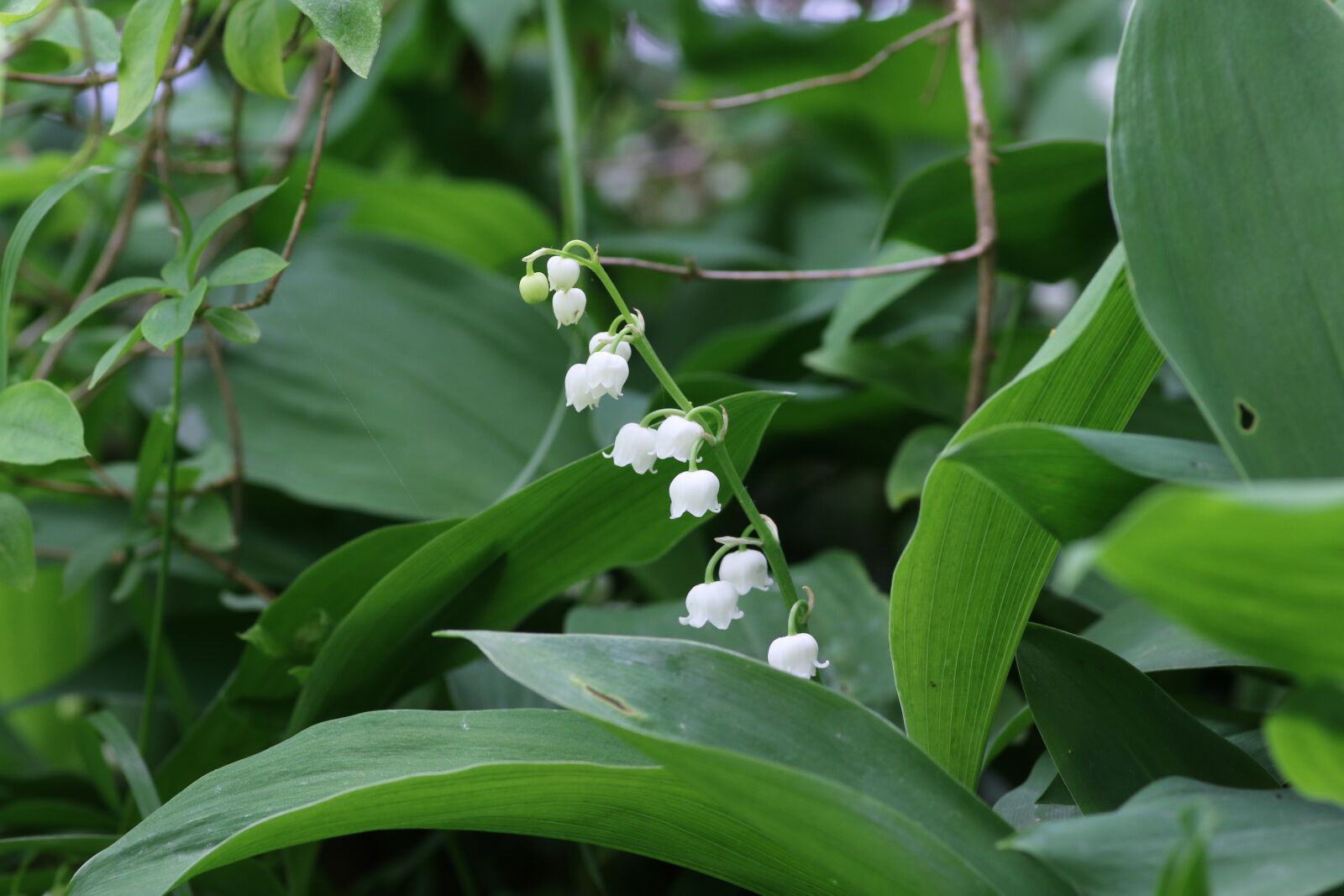 Canon EOS 70D sample photo. Thrush, may 1, flower photography
