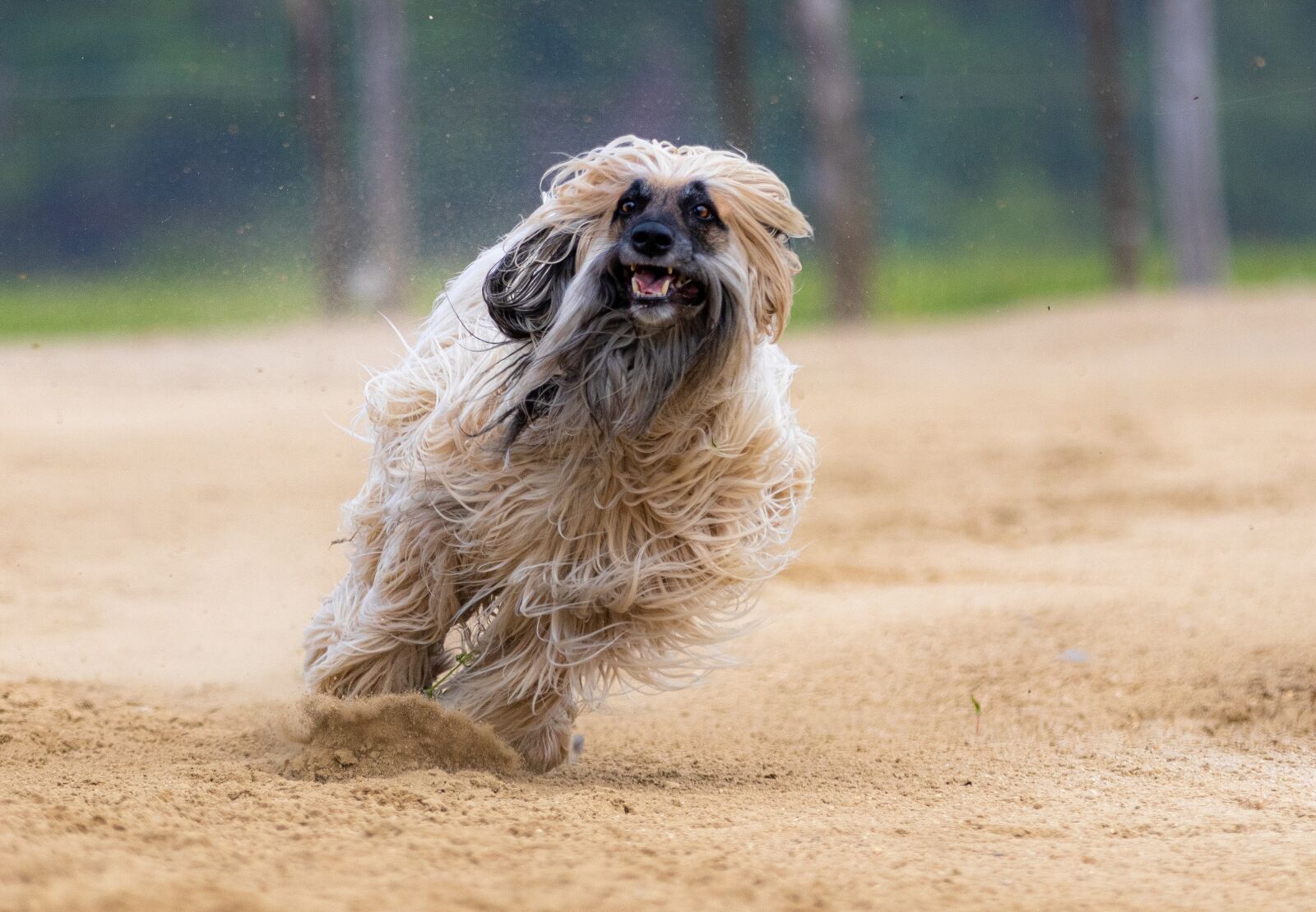 Canon EOS 80D sample photo. Dog, greyhound, pet photography