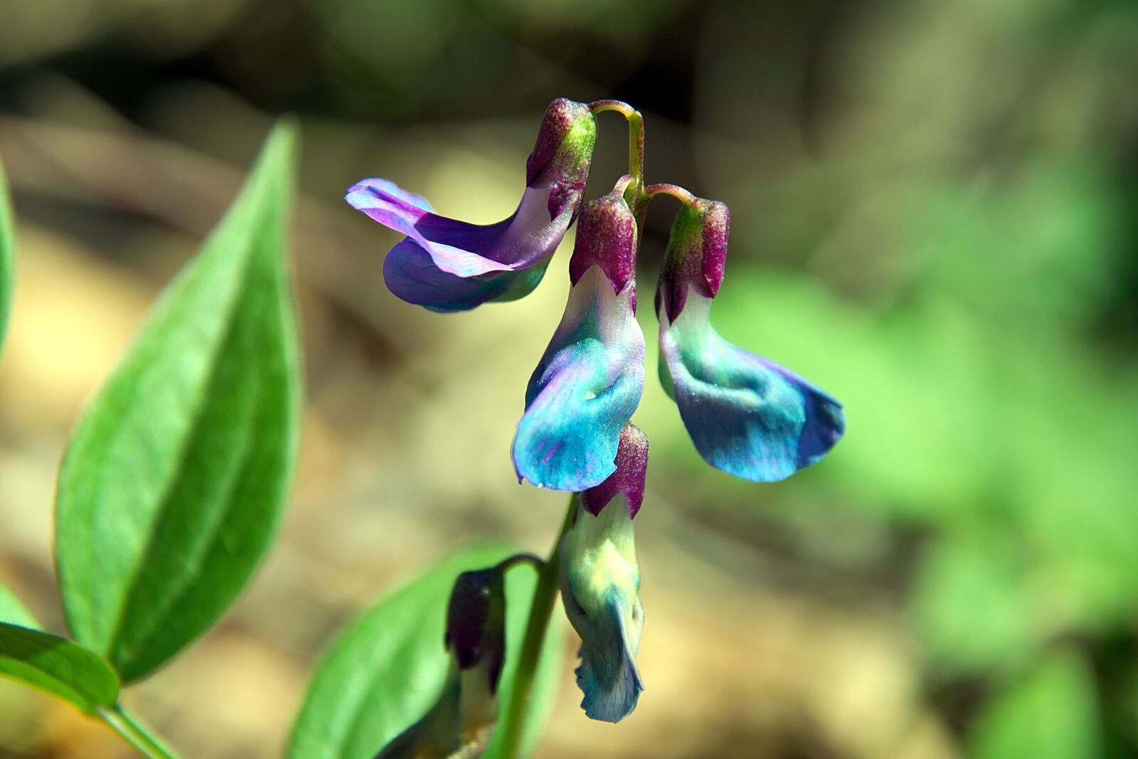 Nikon D3300 sample photo. Spring flat pea, wild photography