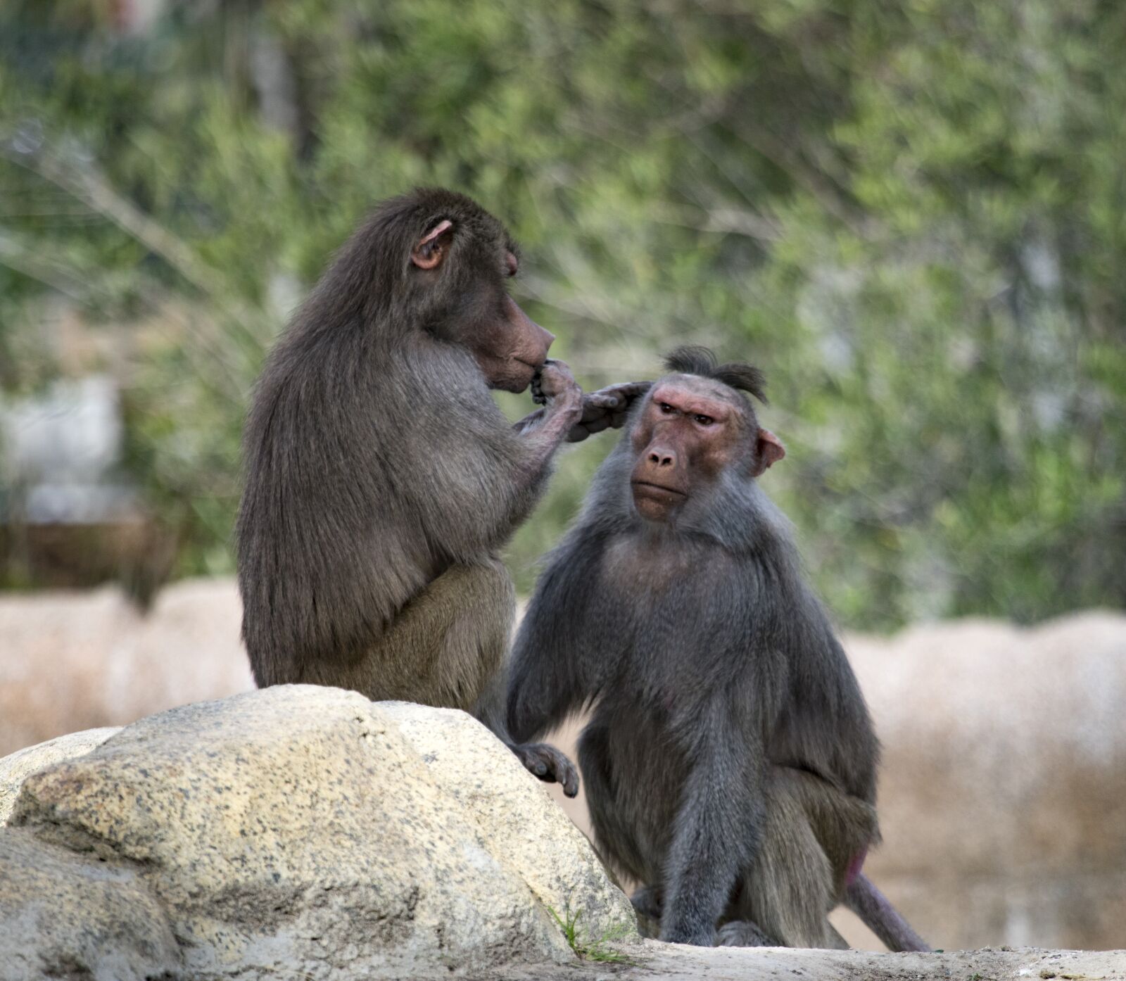Canon EF 100-400mm F4.5-5.6L IS USM sample photo. Family, monkeys, ape photography