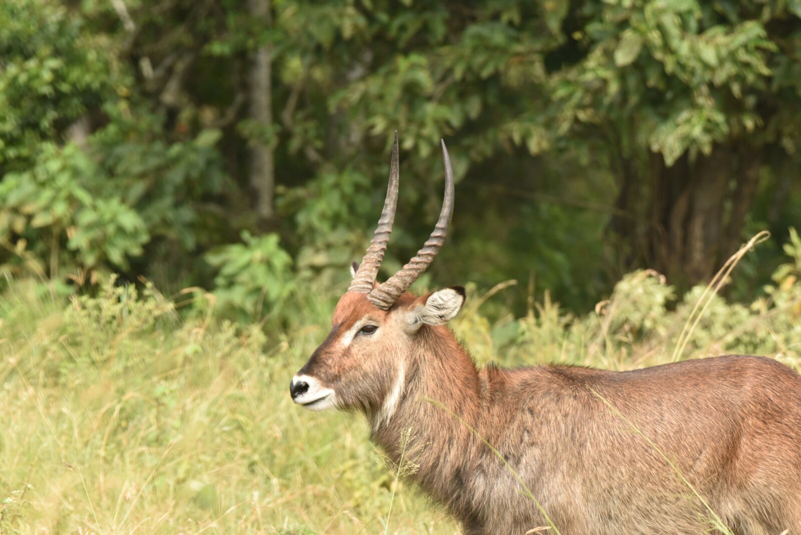 Nikon D810 sample photo. Deer, nature, wildlife photography