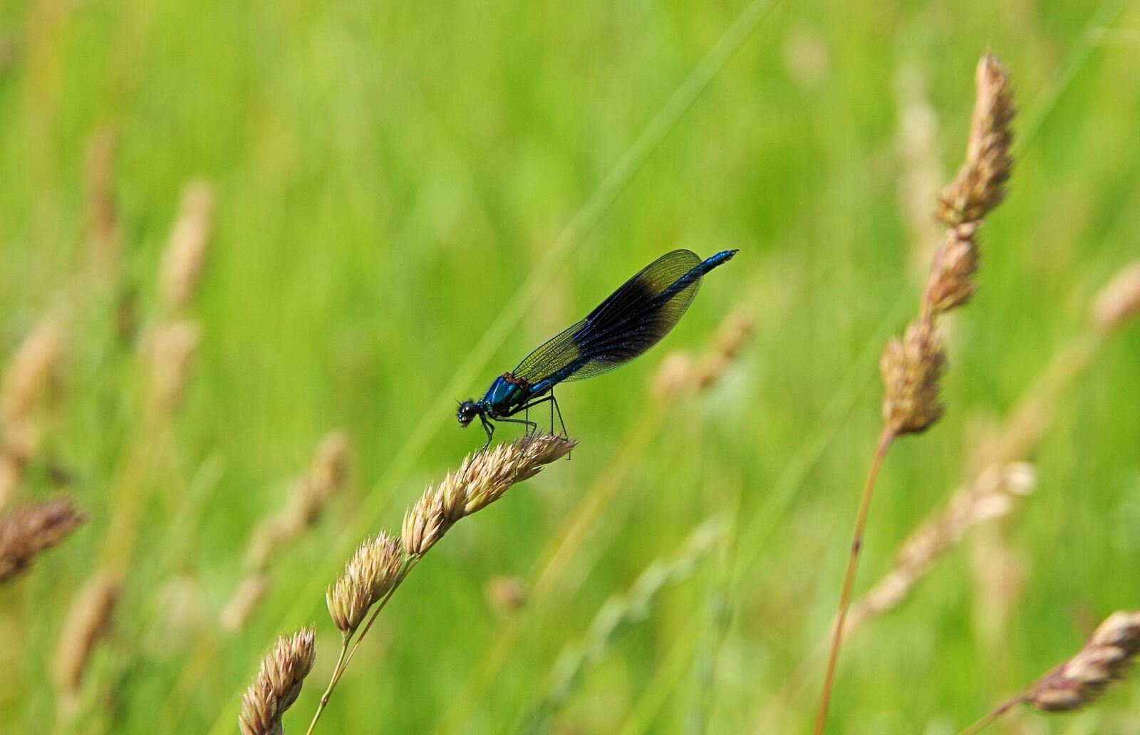 Pentax K-50 sample photo. Dragonfly, insect, macro photography