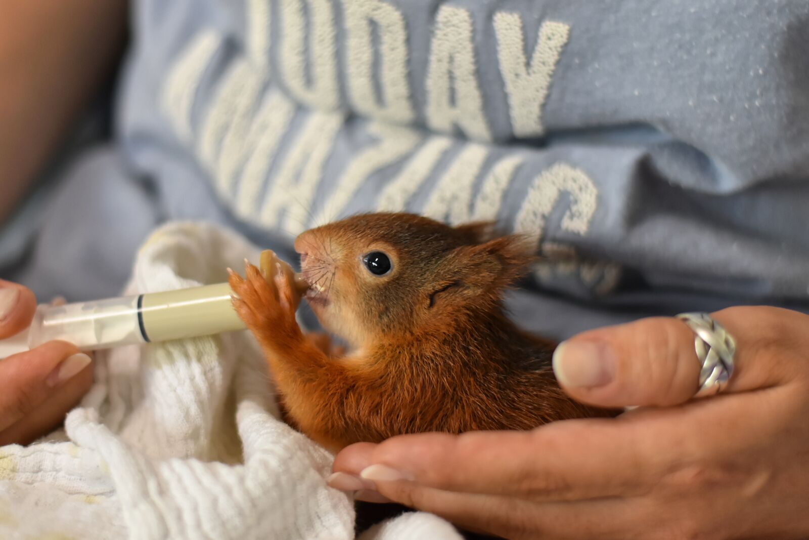 Nikon D7200 sample photo. Squirrel, young animal, foundling photography