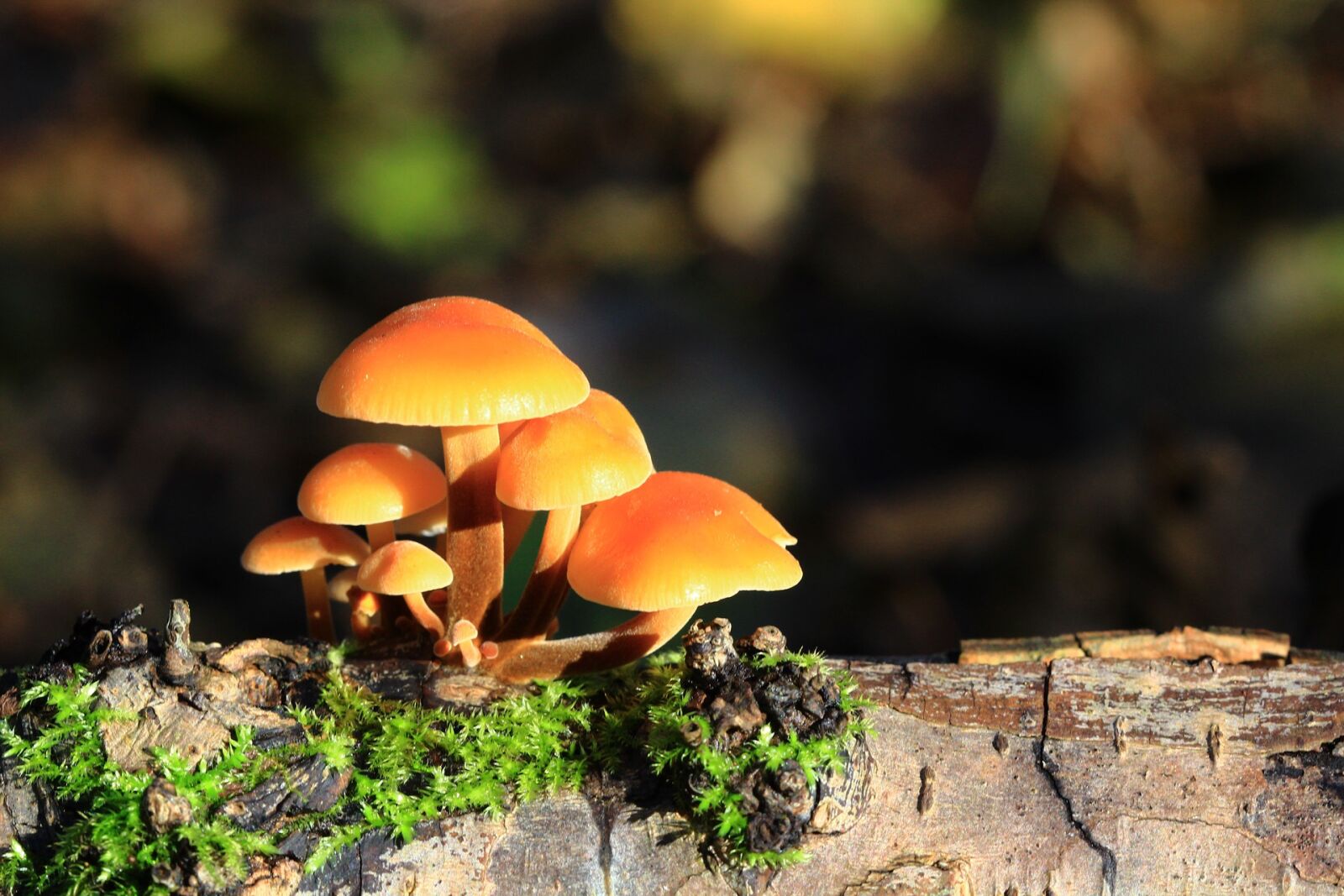 Canon EOS 600D (Rebel EOS T3i / EOS Kiss X5) + Canon EF 100mm F2.8 Macro USM sample photo. Mushrooms, forest, nature photography