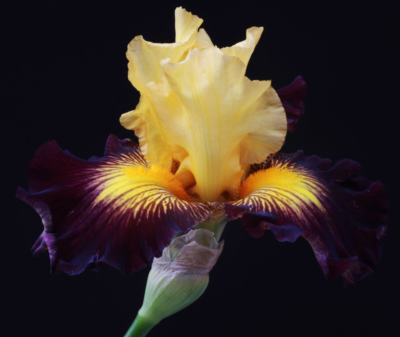 Canon EOS 5D Mark II sample photo. Blossom, botany, color photography