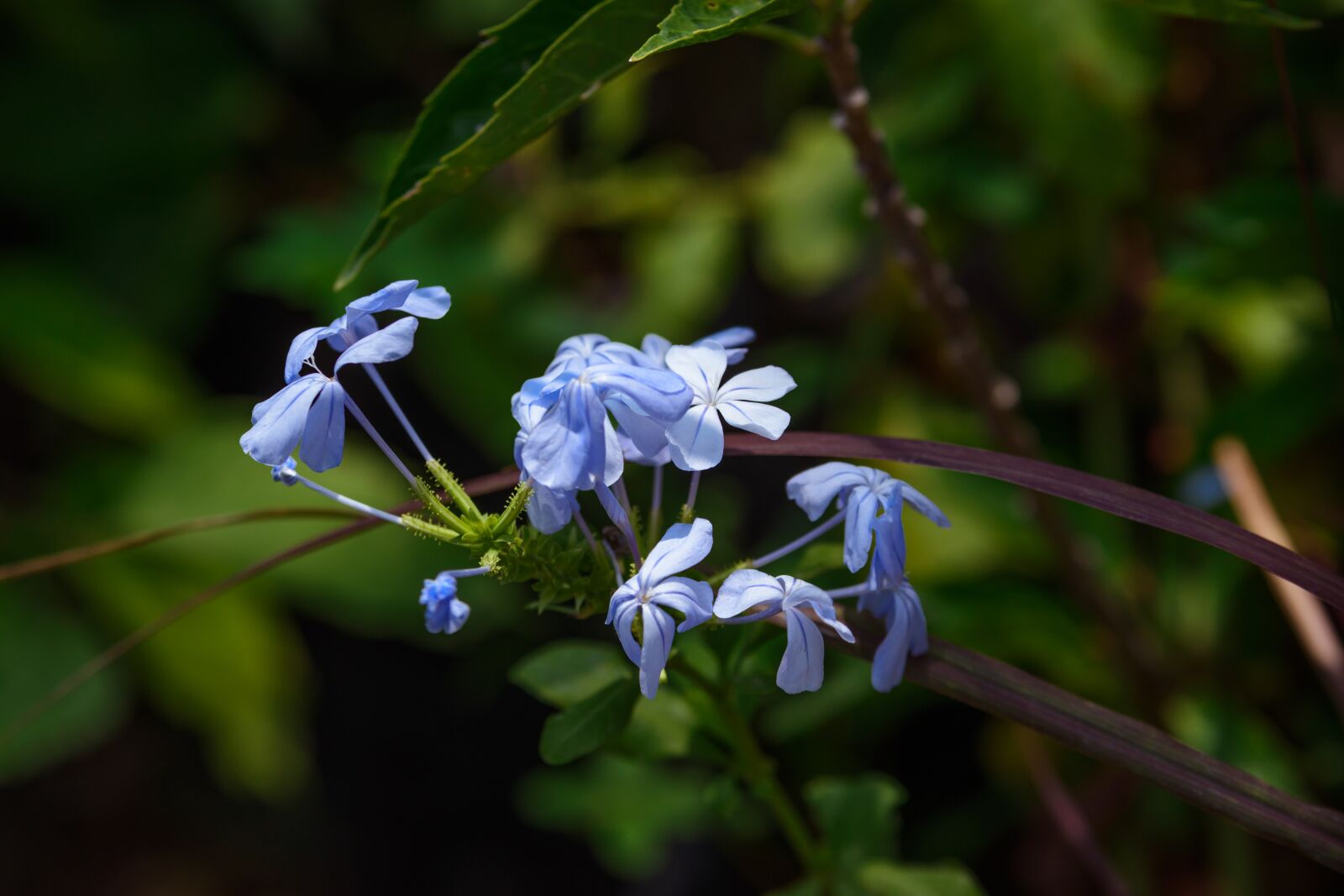 Nikon D5600 sample photo. Plant, leaves, blue photography