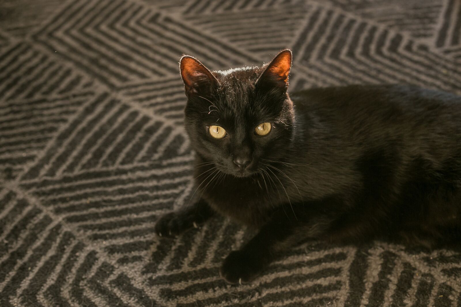 Canon EF 50mm F1.8 II sample photo. Cat, kitten, feline photography