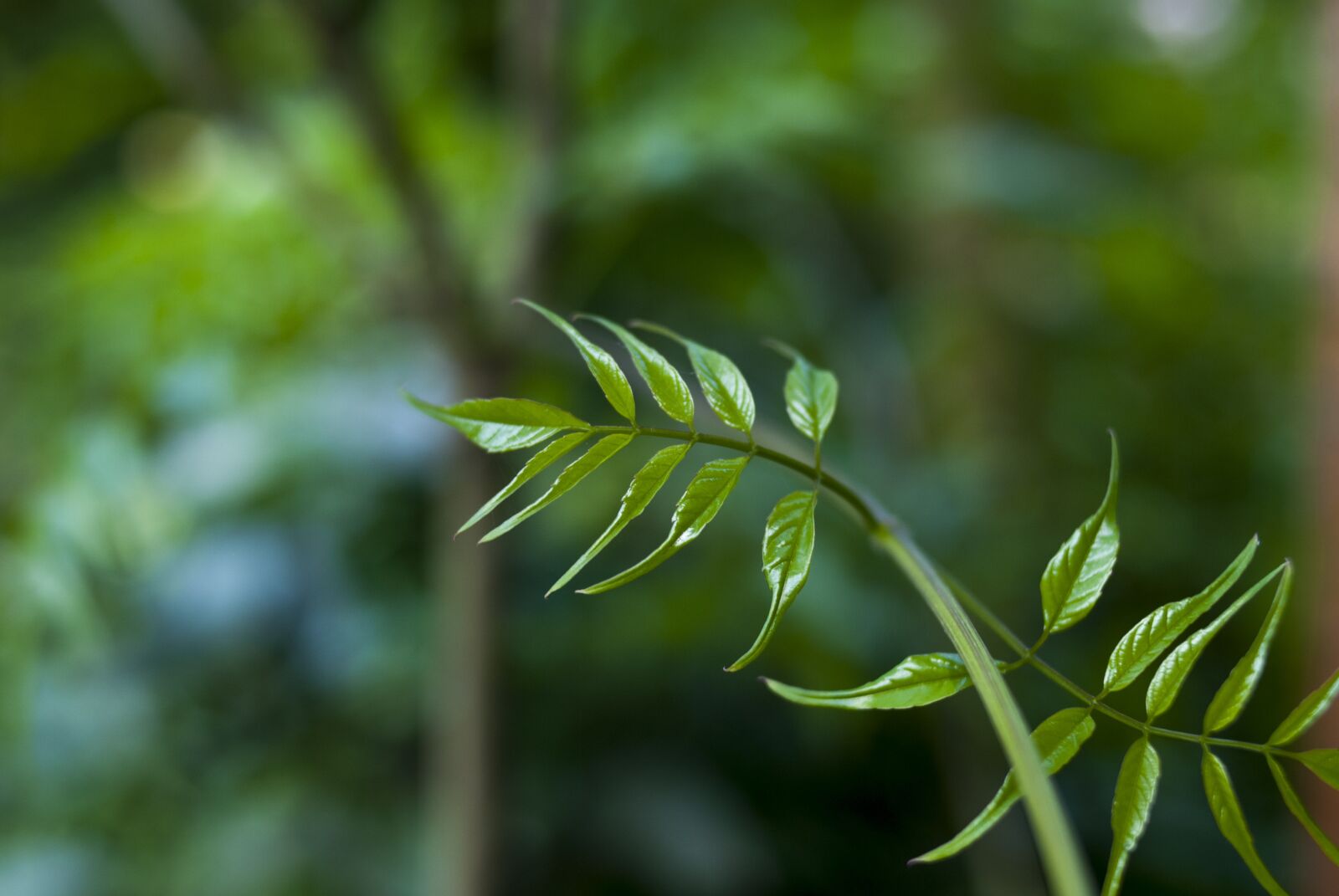 Nikon D60 sample photo. Leaf, plant, nature photography