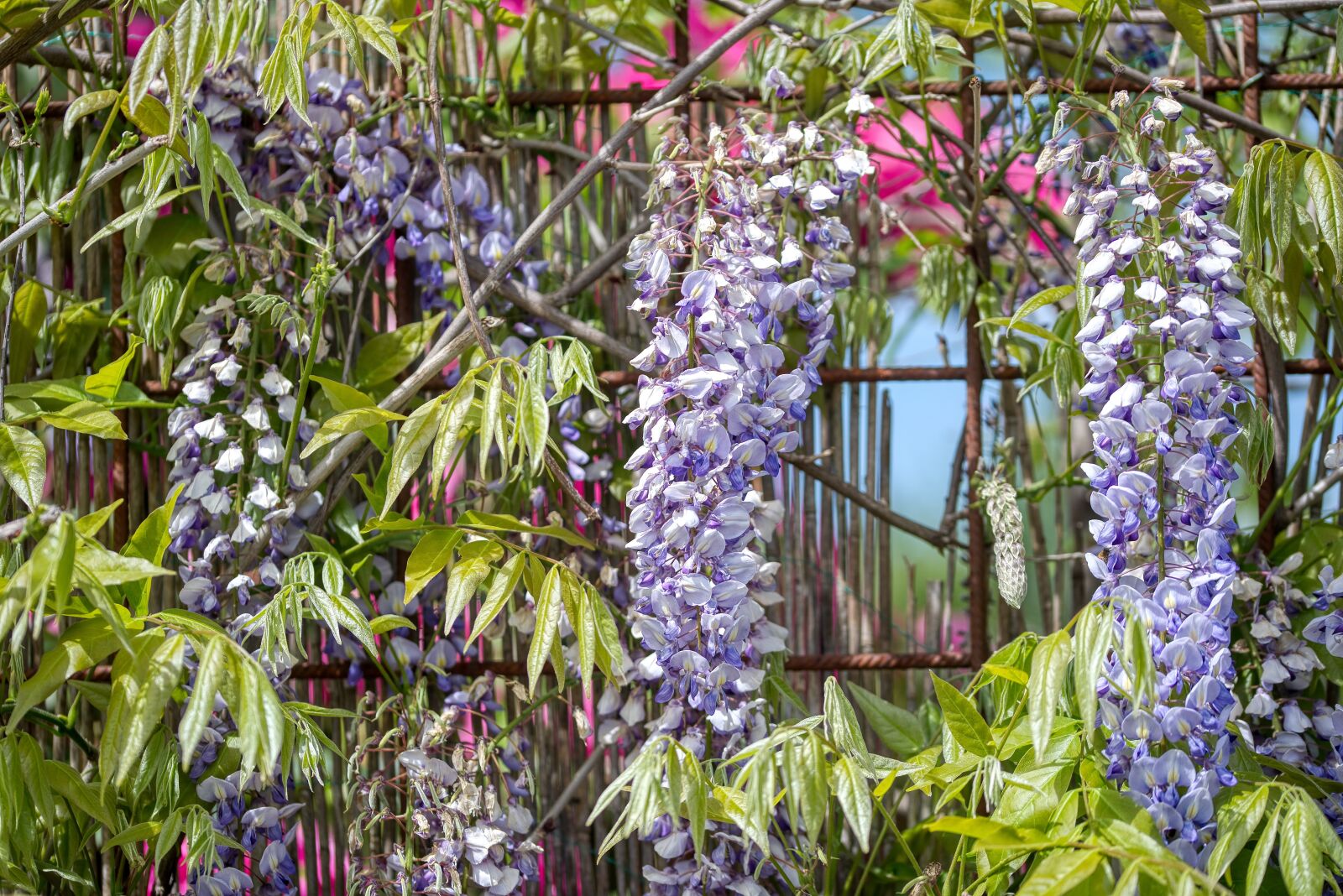 Nikon D750 sample photo. Blue rain, wisteria, climbing photography