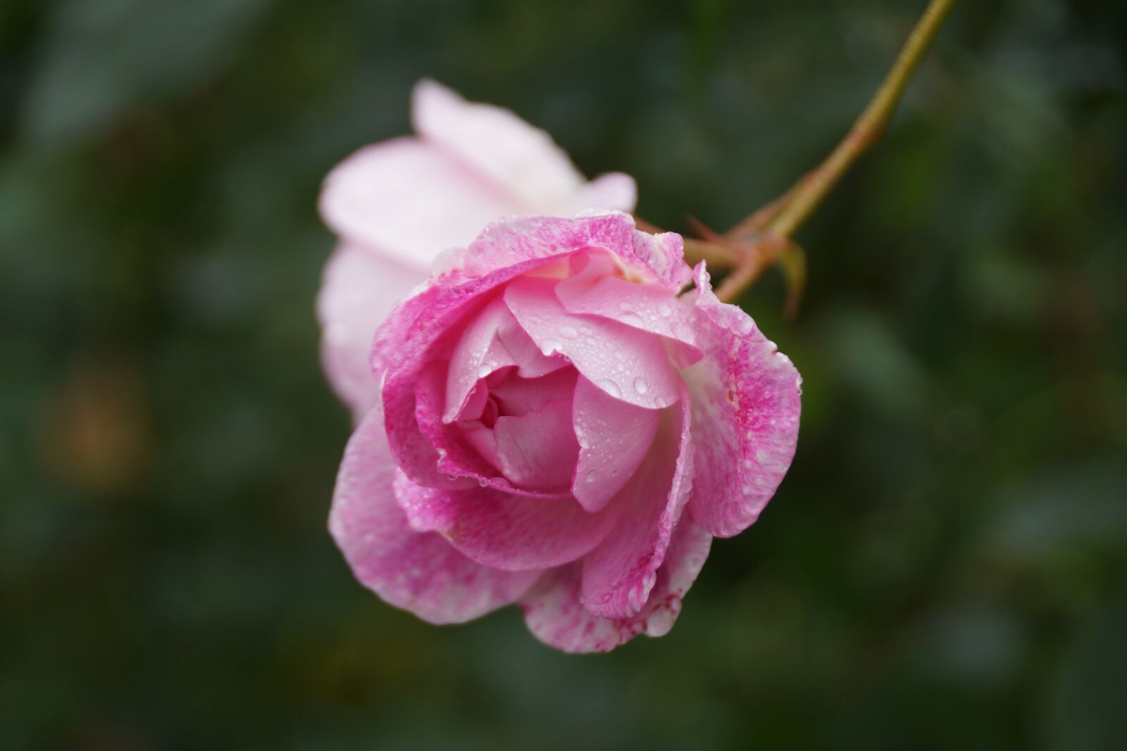 Sony DT 18-250mm F3.5-6.3 sample photo. Pink, rose, bud photography