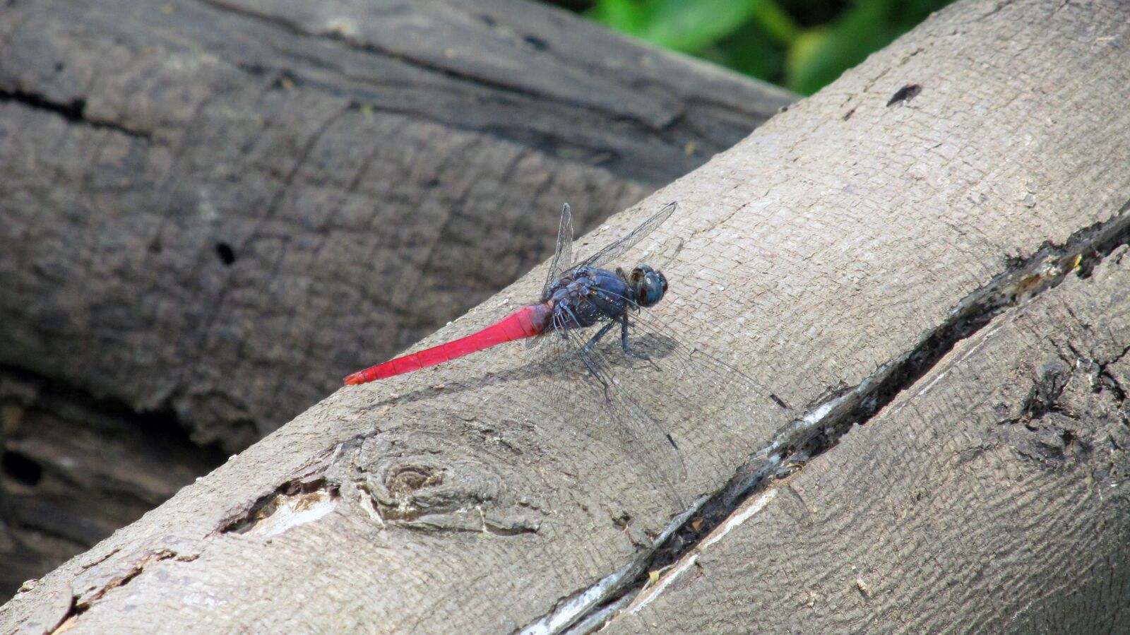 Canon PowerShot SX130 IS sample photo. Nature, landscape, forest photography
