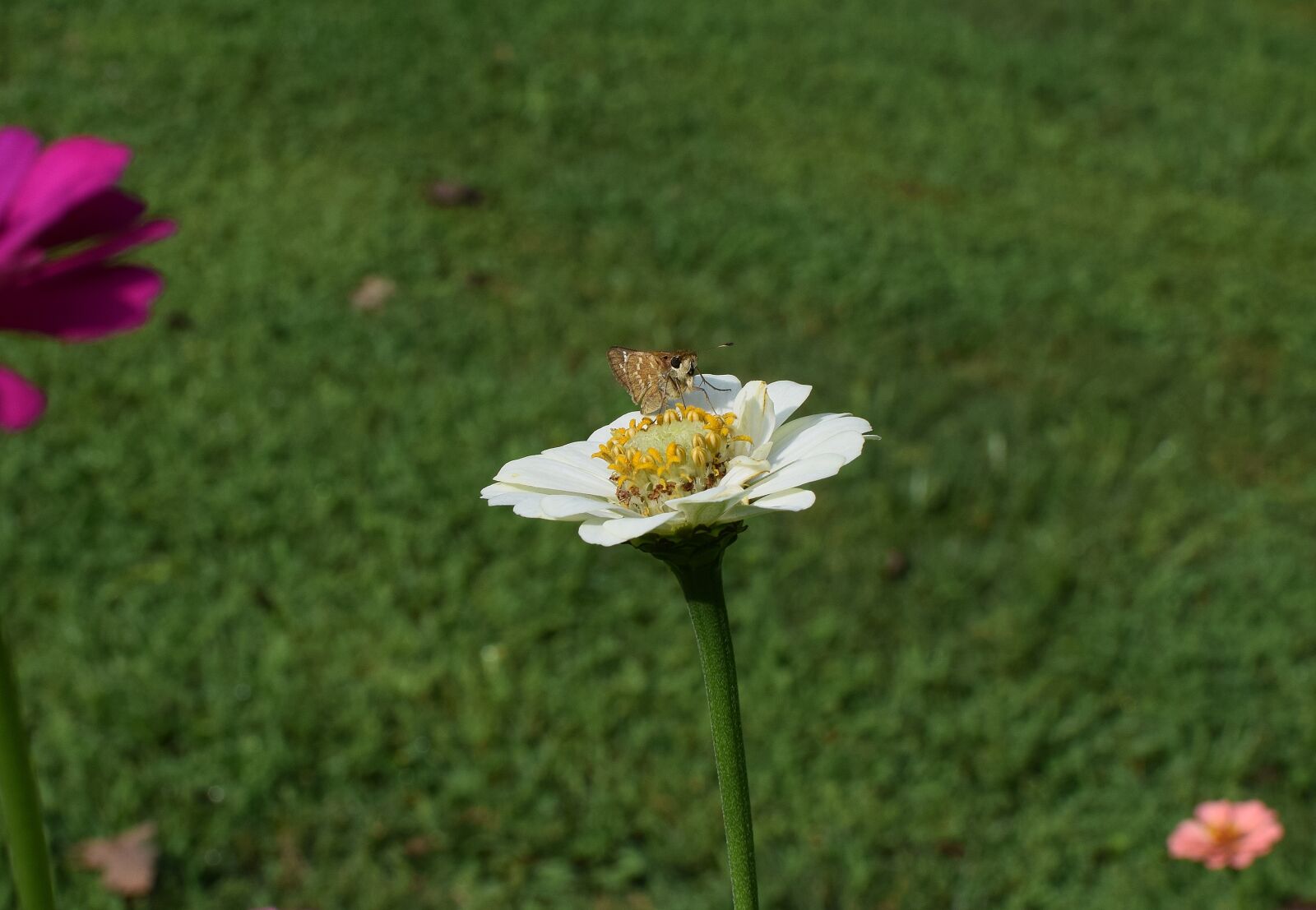 Nikon D3300 sample photo. Skipper on zinnia, butterfly photography
