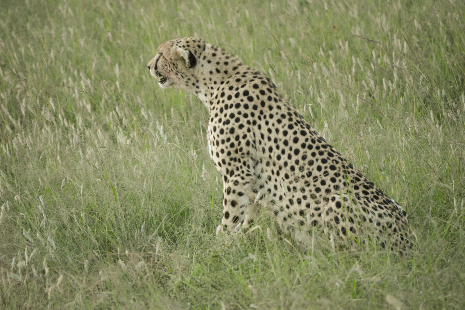 Nikon D5200 sample photo. Leopard, national, park photography